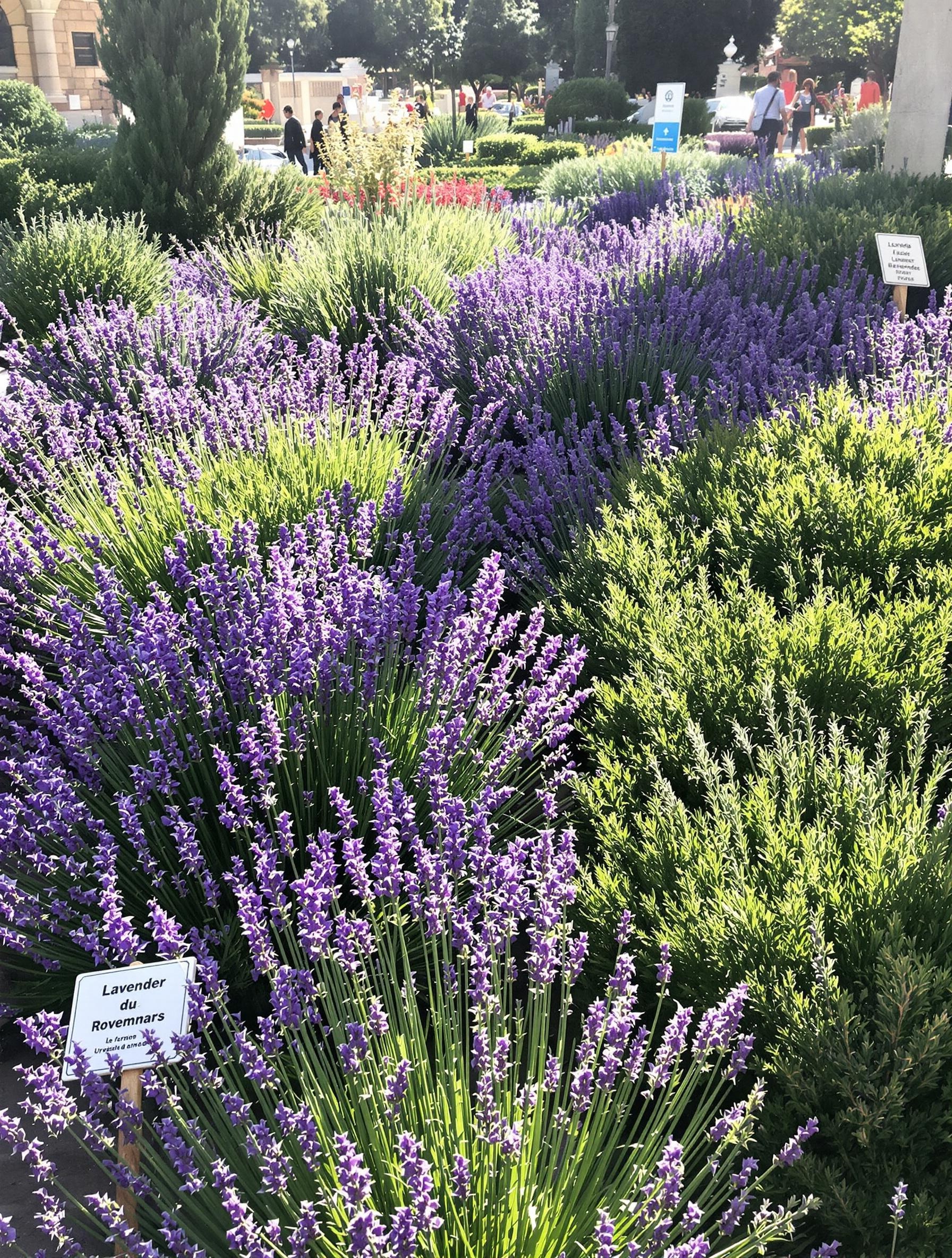 Massif de lavande et romarin dans la zone aromatique des Jardins du Palais de Cristal, Porto