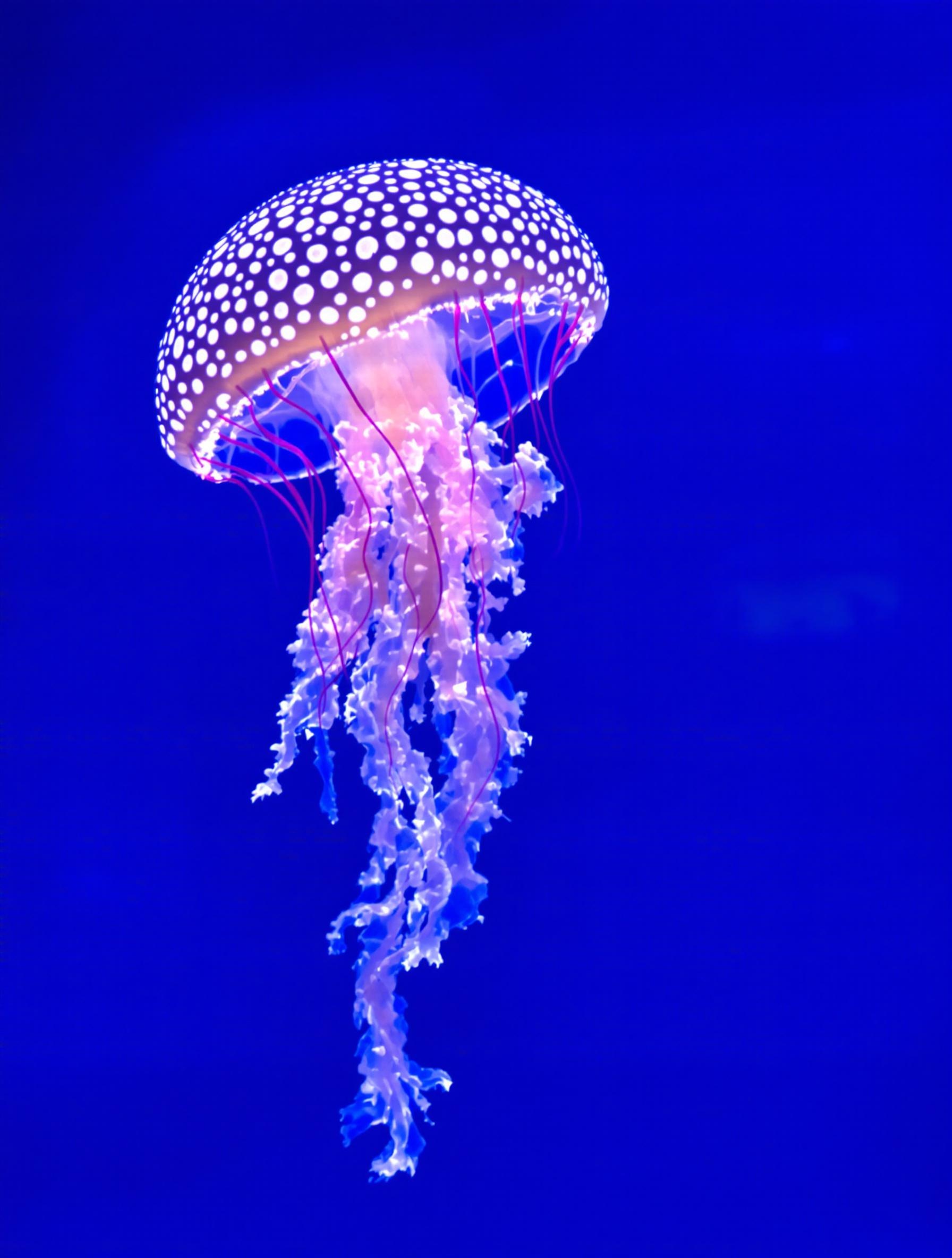 Méduse Phyllorhiza punctata flottant dans un bassin de l’Aquarium de Gênes.