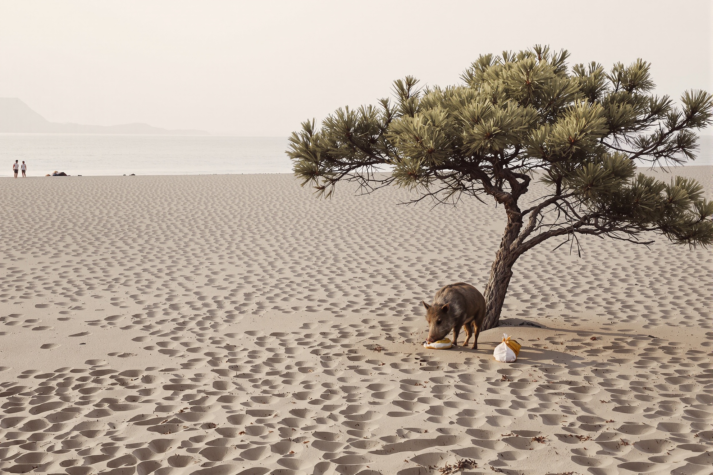 Petit matin sauvage à Palombaggia : pin parasol solitaire, trace de sanglier curieux.